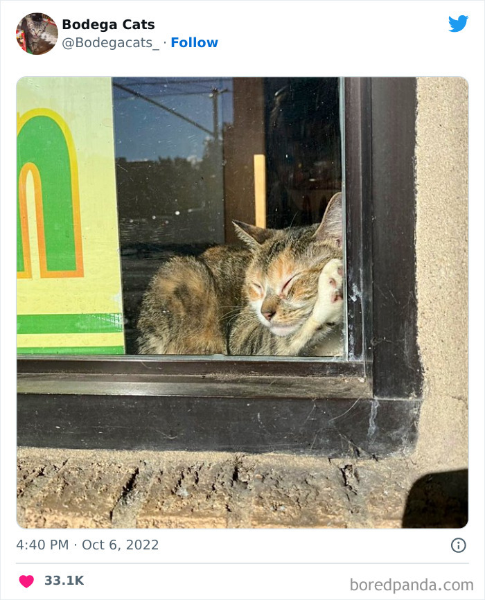 Funny-Shop-Cats-Pictures