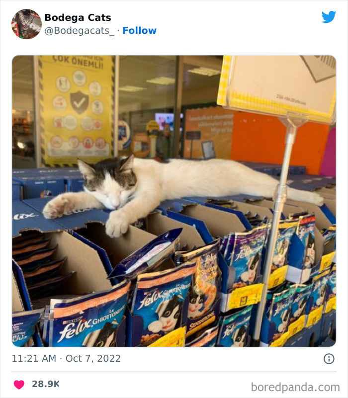 Funny-Shop-Cats-Pictures