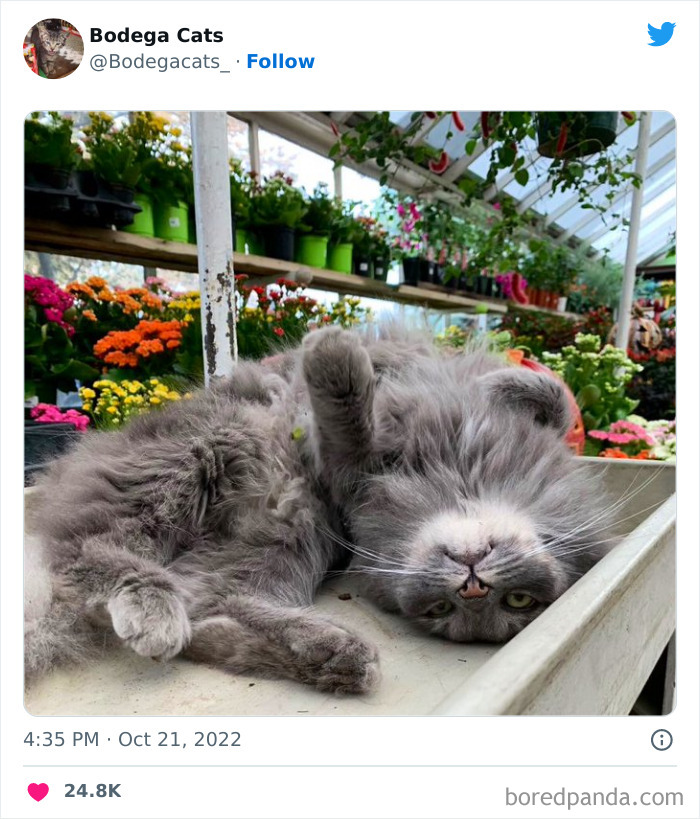 Funny-Shop-Cats-Pictures