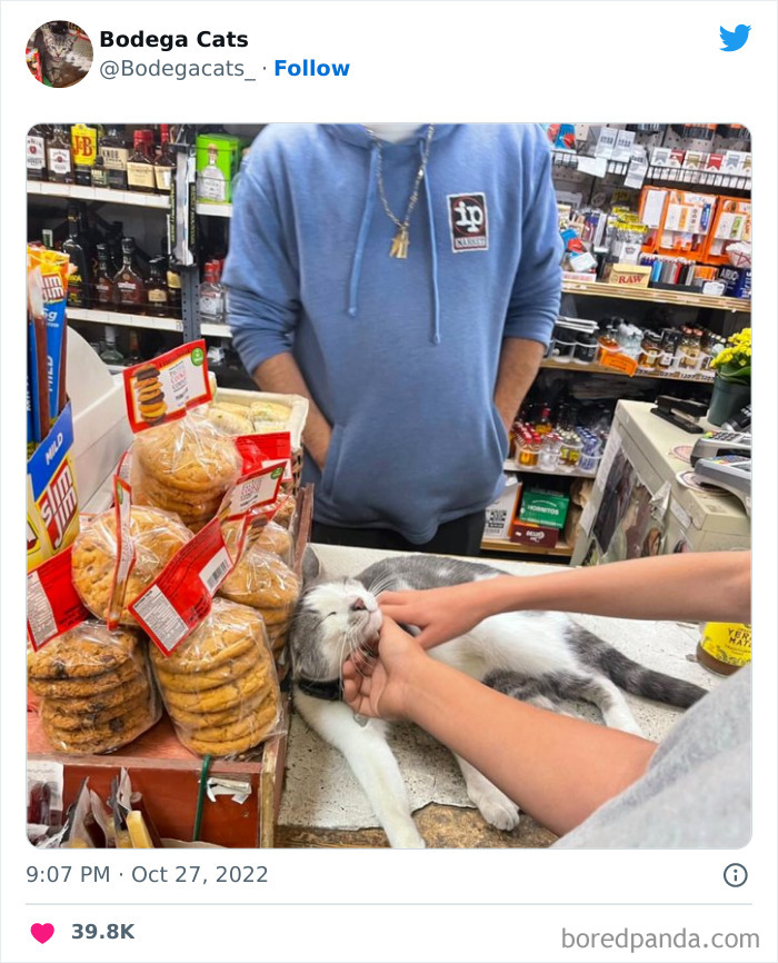 Funny-Shop-Cats-Pictures