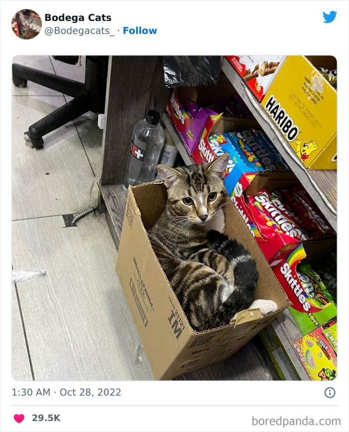 Funny-Shop-Cats-Pictures