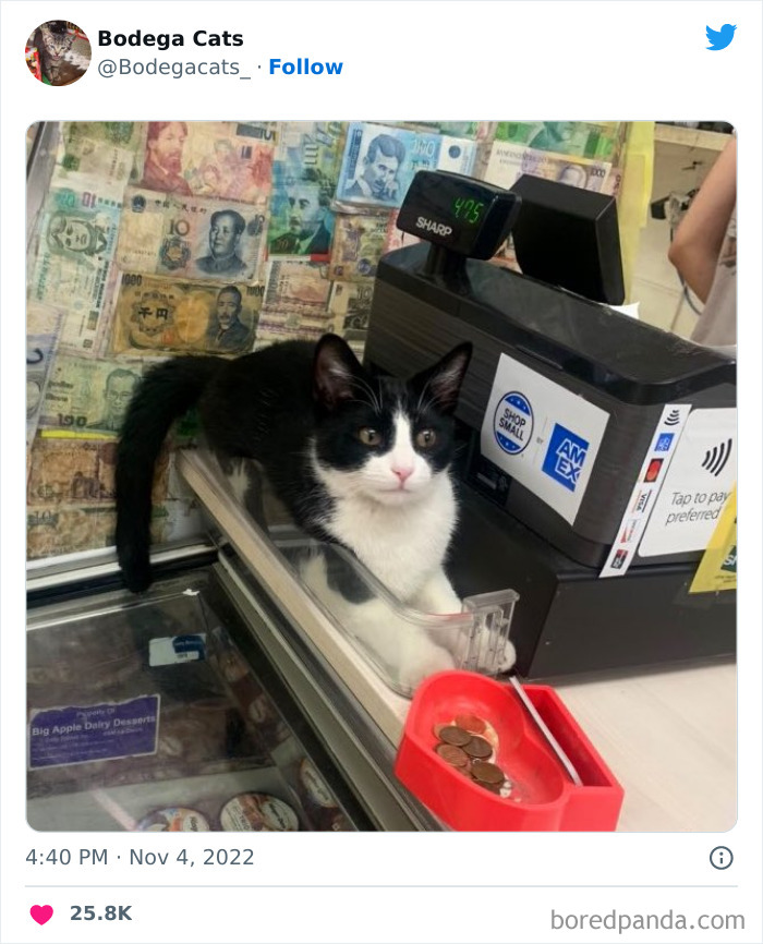 Funny-Shop-Cats-Pictures