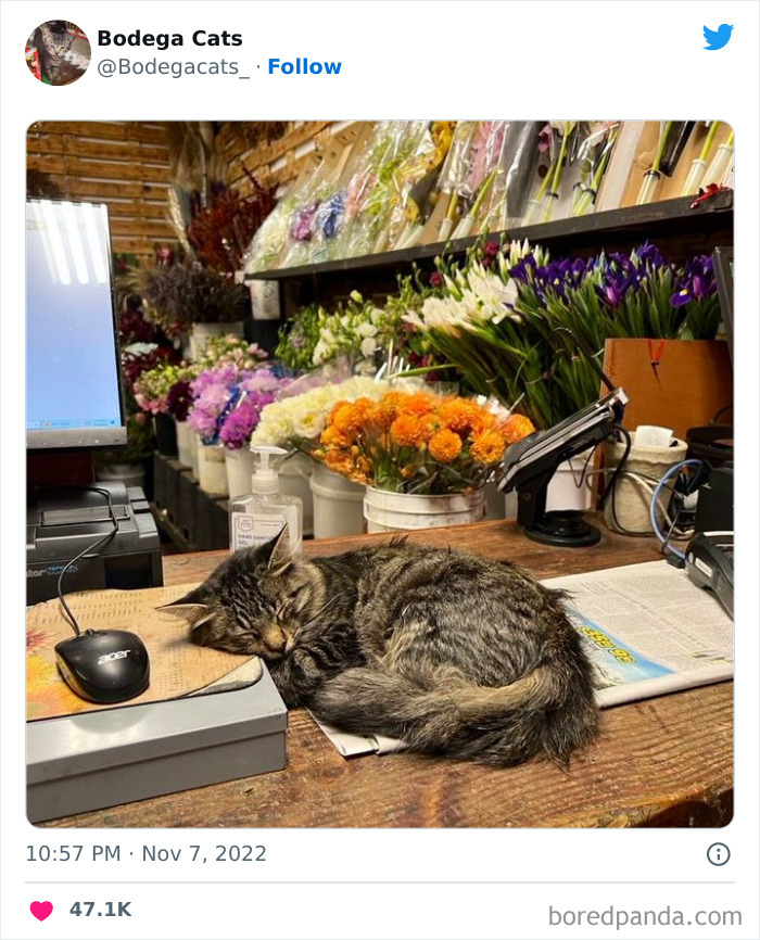 Funny-Shop-Cats-Pictures