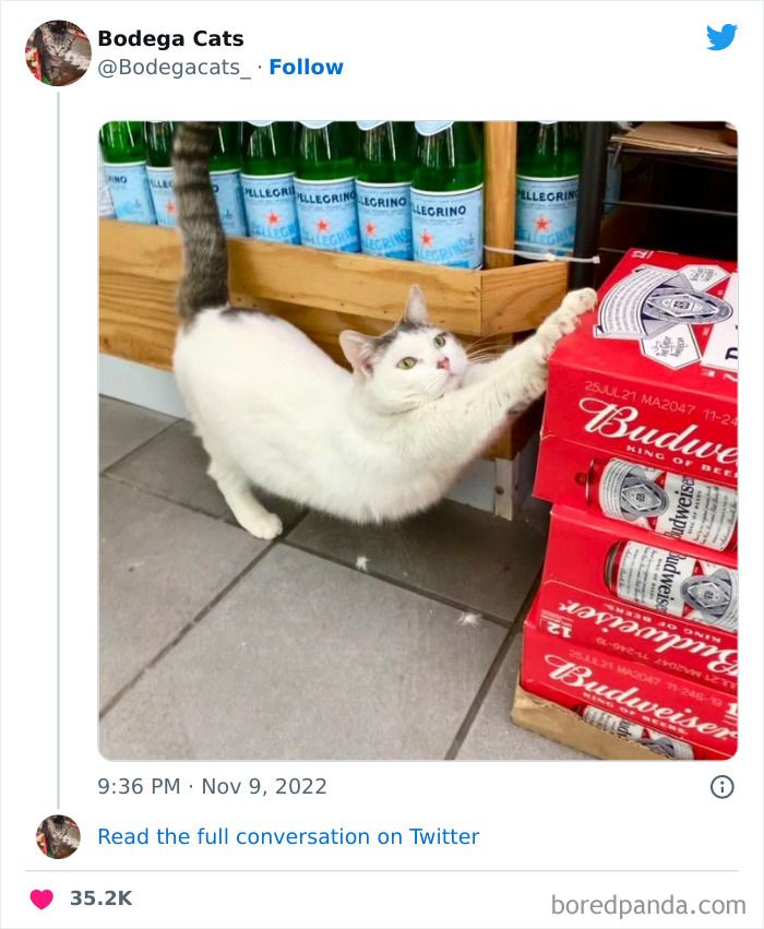 Funny-Shop-Cats-Pictures