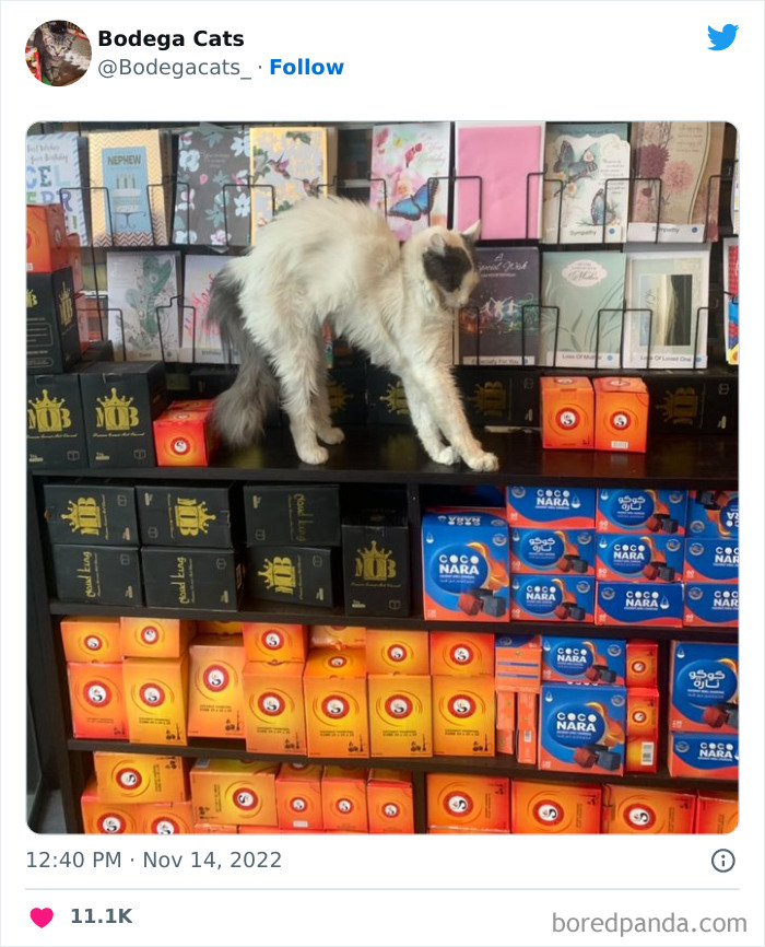 Funny-Shop-Cats-Pictures