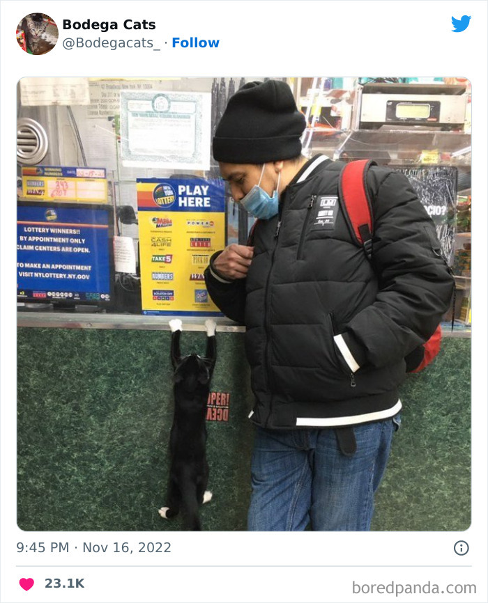 Funny-Shop-Cats-Pictures