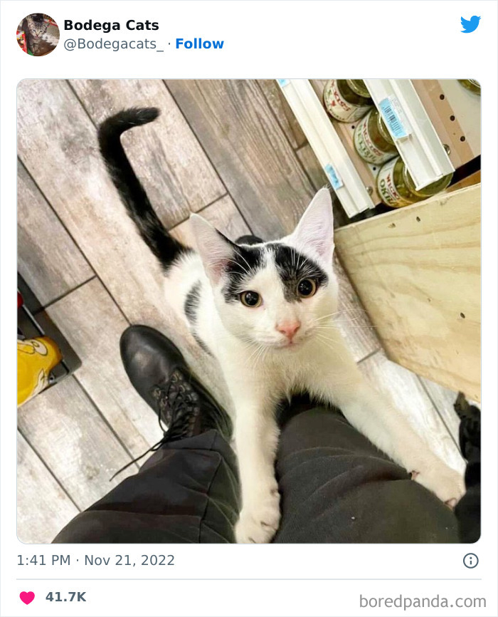 Funny-Shop-Cats-Pictures