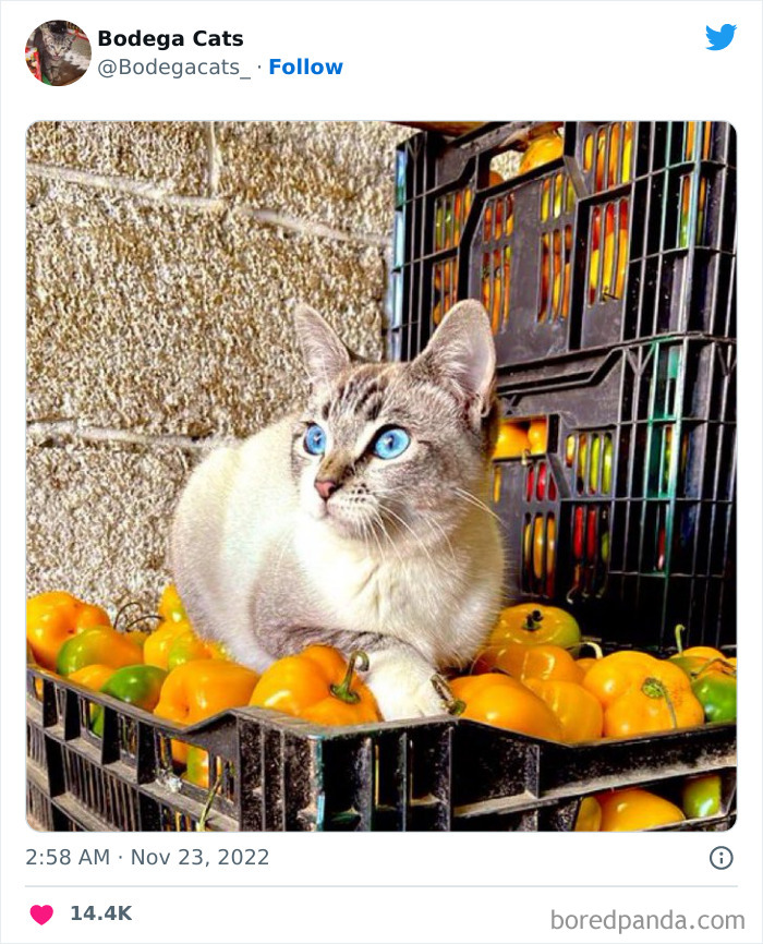 Funny-Shop-Cats-Pictures