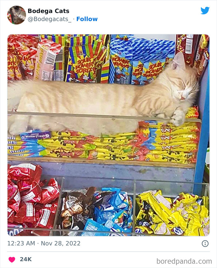 Funny-Shop-Cats-Pictures