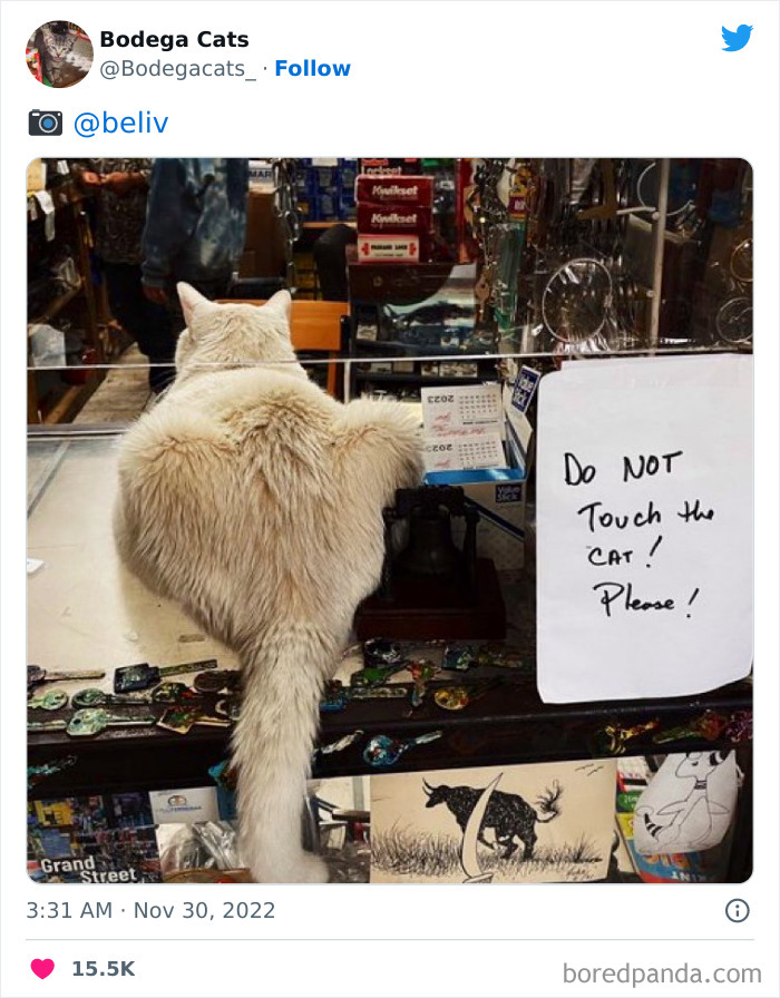 Funny-Shop-Cats-Pictures