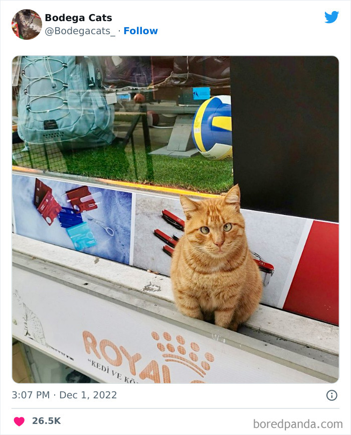 Funny-Shop-Cats-Pictures