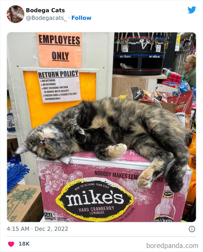 Funny-Shop-Cats-Pictures