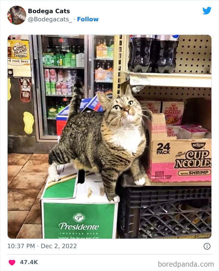 Funny-Shop-Cats-Pictures