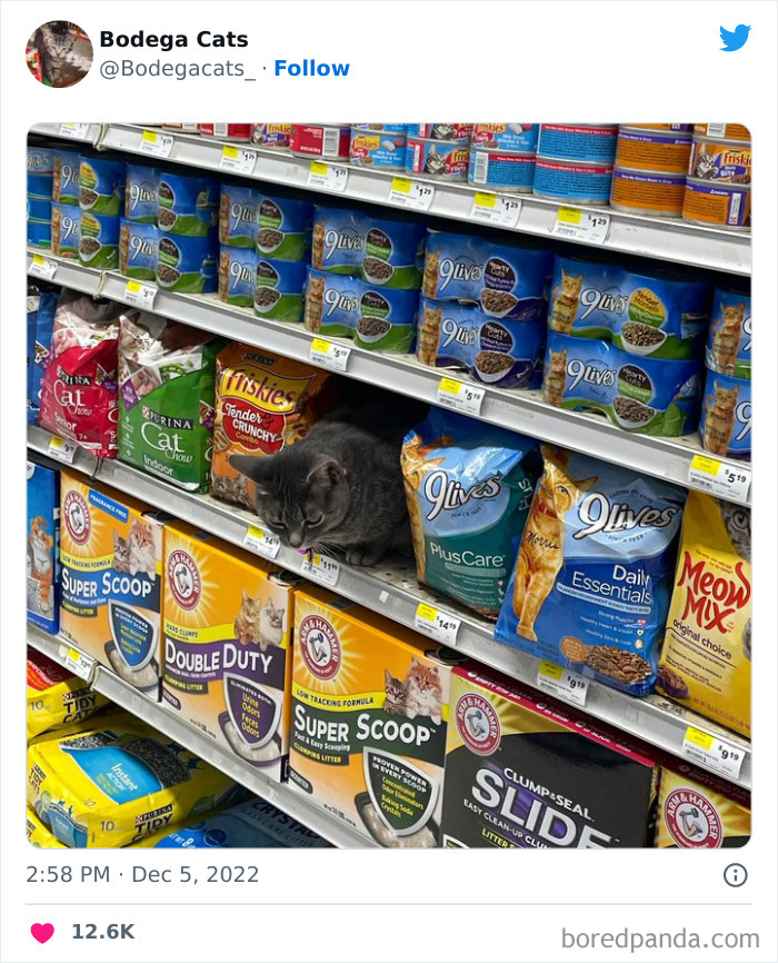 Funny-Shop-Cats-Pictures