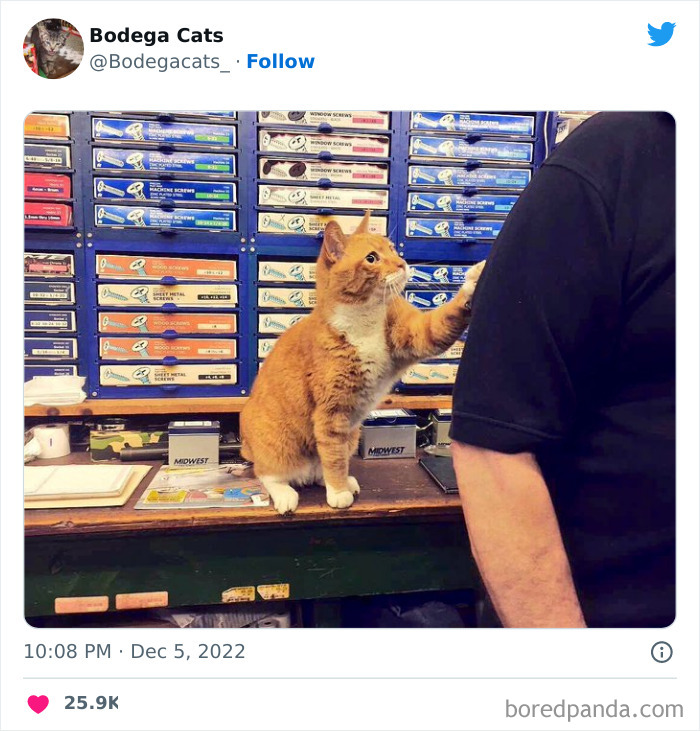 Funny-Shop-Cats-Pictures