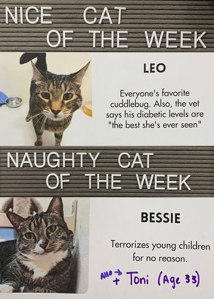Pet-Shelter-Nice-Naughty-Cat-Of-The-Week-Perrysplacela
