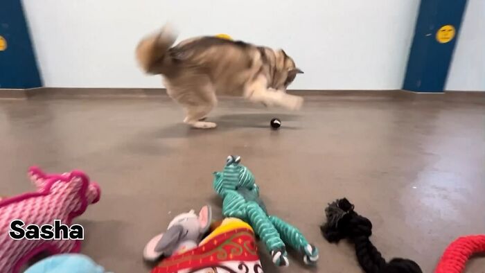 23 Dogs Were Allowed To Pick Their Own Christmas Gifts At Animal Shelter, And Here’s What Happened 23 Dogs Were Allowed To Pick Their Own Christmas Gifts At Animal Shelter, And Here’s What Happened