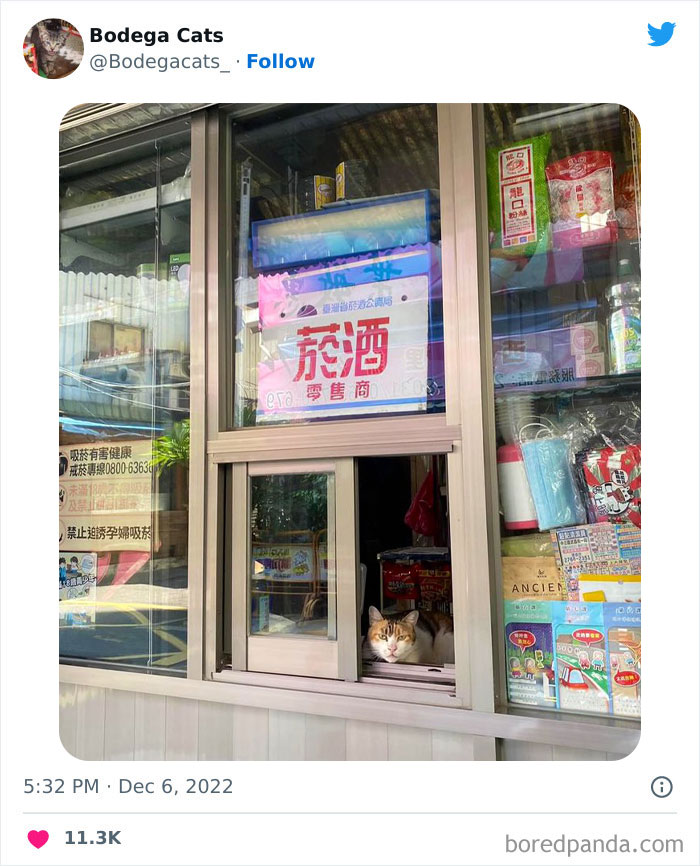 Funny-Shop-Cats-Pictures