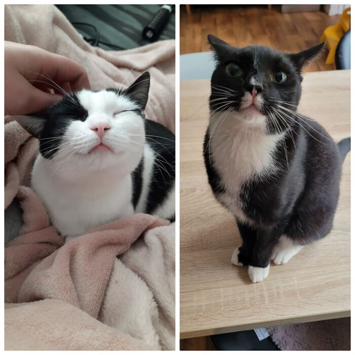 Our Names Are Gimmie (Left) And Max (Right). We Came To The Shelter As Kittens And In Fostercare With Our Human. We Made Our Foster Mommy Fall In Love With Us So We Could Stay With Her Because She Spoils Us So Much. Me (Gimmie) Was Found At A Golfcourse With My Siblings And No Mom And Max Was Brought To The Shelter By His Last Owner