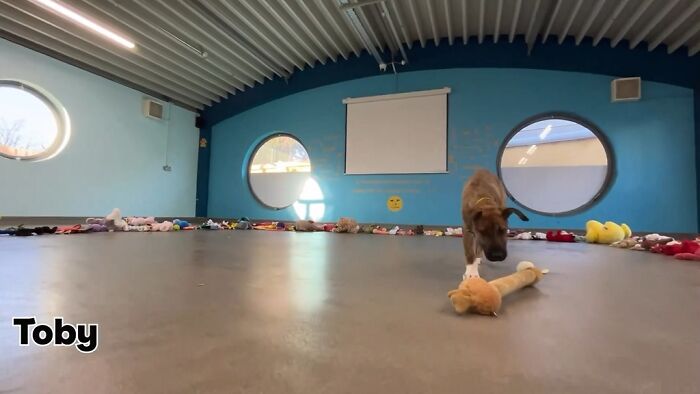 23 Dogs Were Allowed To Pick Their Own Christmas Gifts At Animal Shelter, And Here’s What Happened 23 Dogs Were Allowed To Pick Their Own Christmas Gifts At Animal Shelter, And Here’s What Happened