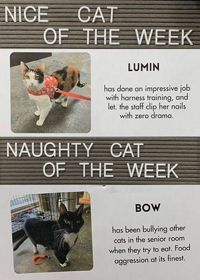 Pet-Shelter-Nice-Naughty-Cat-Of-The-Week-Perrysplacela