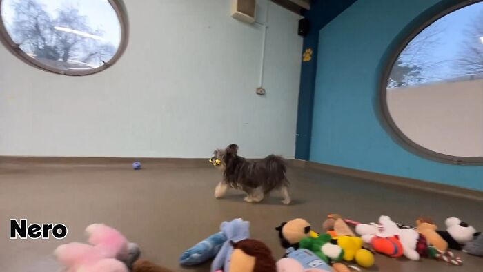 23 Dogs Were Allowed To Pick Their Own Christmas Gifts At Animal Shelter, And Here’s What Happened 23 Dogs Were Allowed To Pick Their Own Christmas Gifts At Animal Shelter, And Here’s What Happened