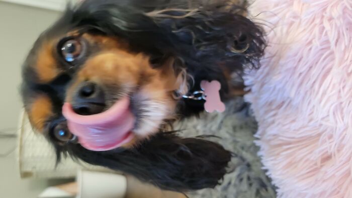 Meet Reeces, In All Her Adorable Glory!♡