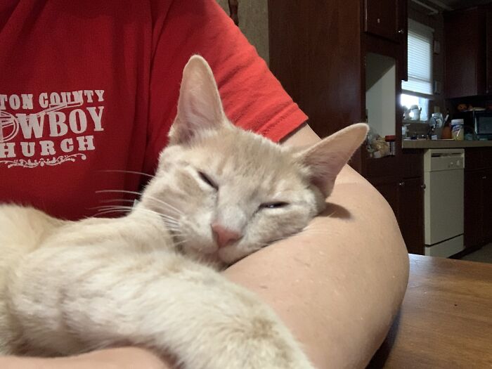 He Used To Always Love To Curl Up In My Arms When I Sitting At The Table