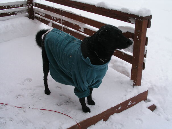 Flannel Shirts Work For Dogs, Too