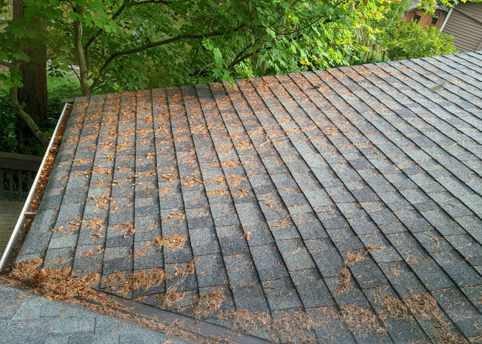 Roof covered with leaves and debris showing common homeowning maintenance needs outdoors under trees.