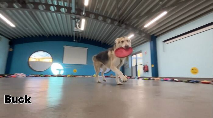 23 Dogs Were Allowed To Pick Their Own Christmas Gifts At Animal Shelter, And Here’s What Happened 23 Dogs Were Allowed To Pick Their Own Christmas Gifts At Animal Shelter, And Here’s What Happened