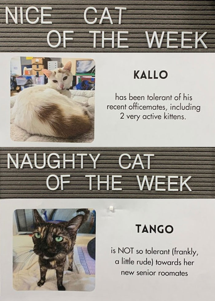 Pet-Shelter-Nice-Naughty-Cat-Of-The-Week-Perrysplacela