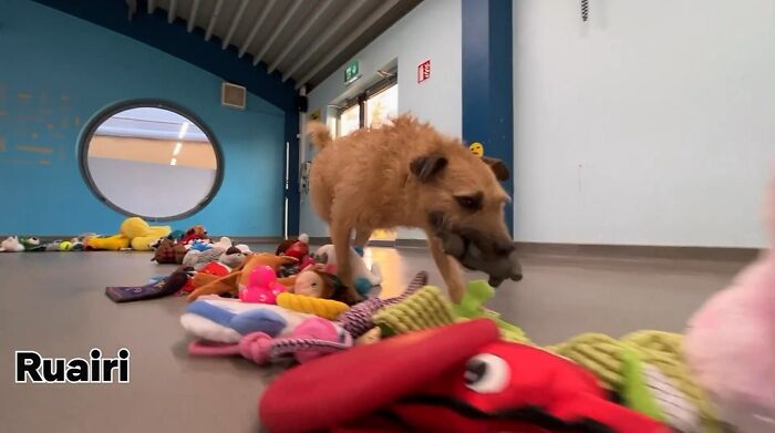 23 Dogs Were Allowed To Pick Their Own Christmas Gifts At Animal Shelter, And Here’s What Happened 23 Dogs Were Allowed To Pick Their Own Christmas Gifts At Animal Shelter, And Here’s What Happened