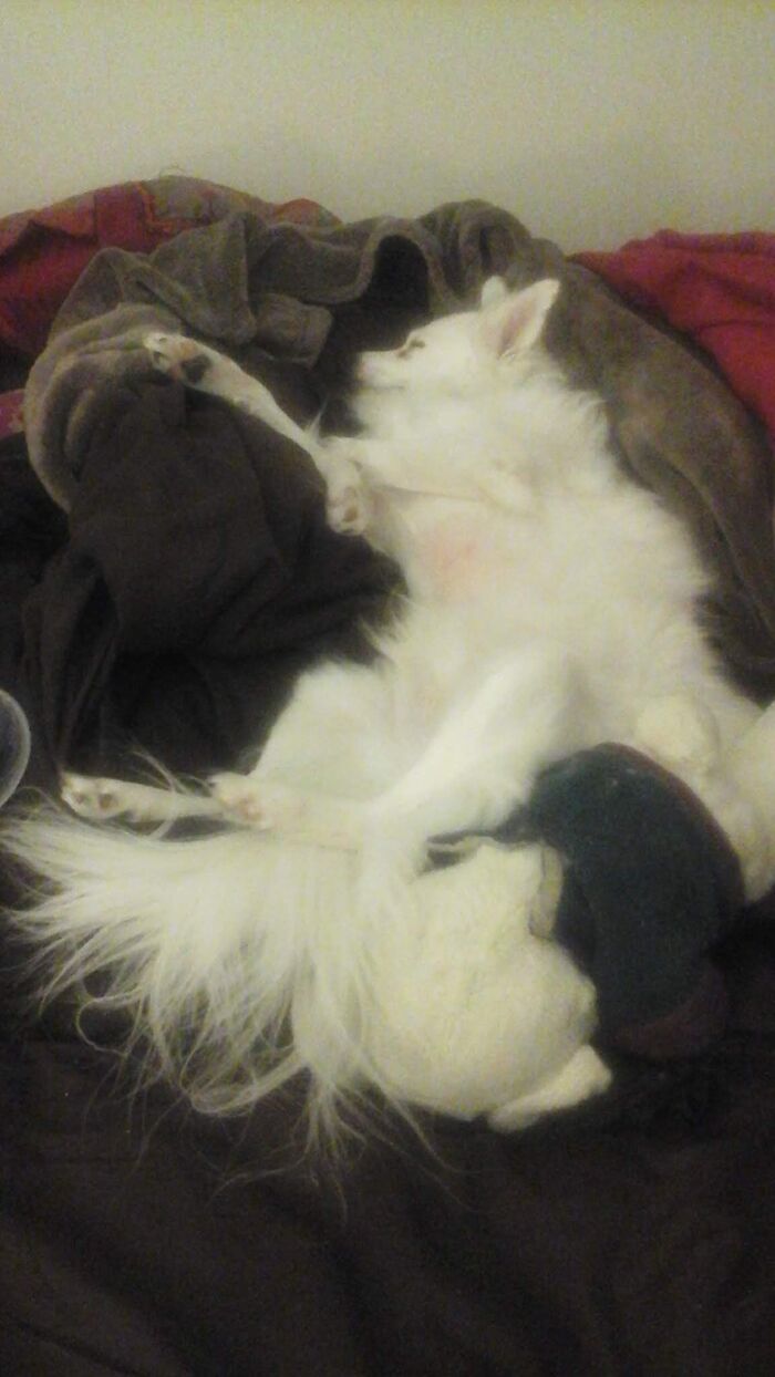 This Is Eminem. He Was A Stud Dog Until His Owner Died And The Family Didn't Want Him