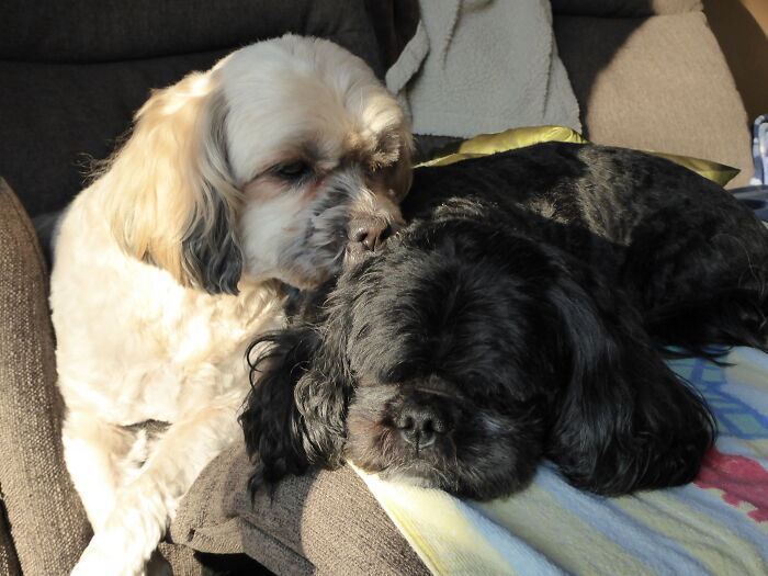 Sleepy Kisses - Zoey (Blonde Female) Giving Love To Buddy (Male). Best Friends For 12 Years Until Zoey Moved Away
