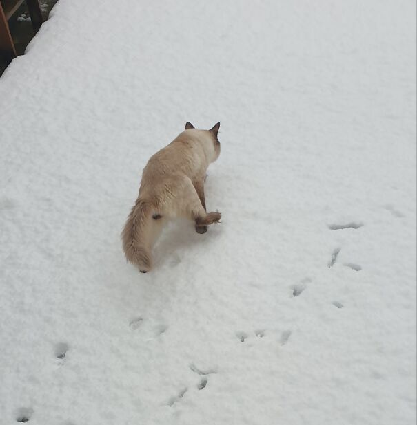 Never Seen Snow Before...didn't Want To Get His Balls Wet! 😹