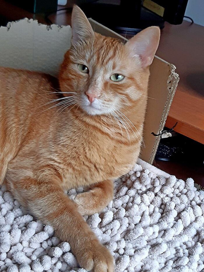 My Sweet Boy, Who Doesn't Like It When I Take Pictures Of Him, Milenko🥰