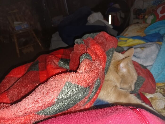 My Orange Queen Easter. (My Son Named Her.)