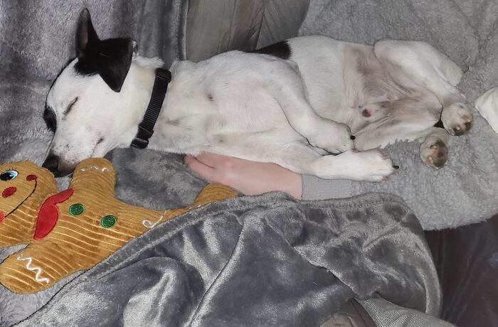 Stryder Sleeping Between Mommy And Gingey The Gingerbread Man