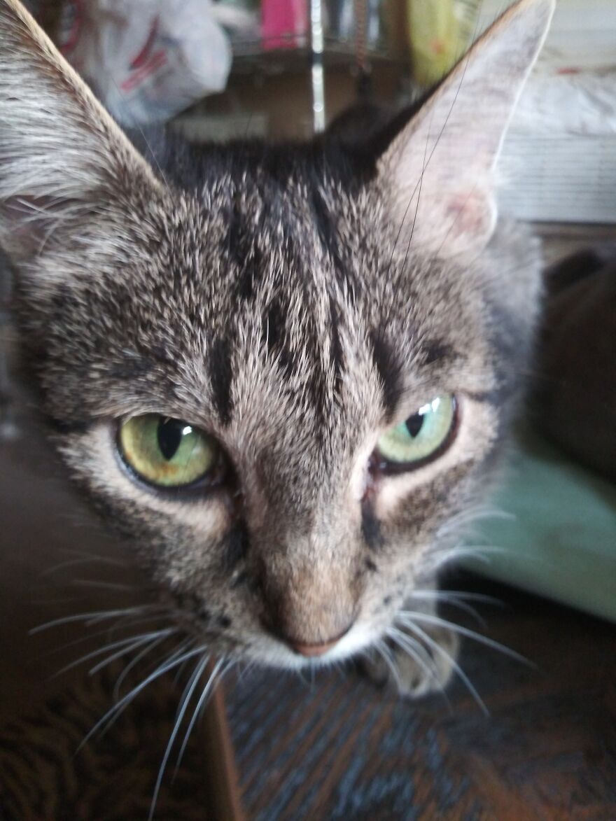 Help For Itchy,sneezing Cats Help For Itchy,sneezing Cats