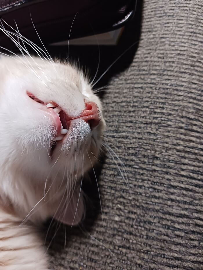 Teefies
