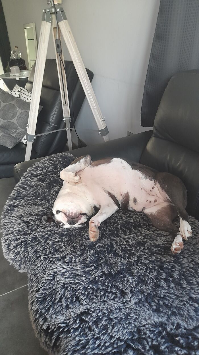 Ziggy My Boston Terrier