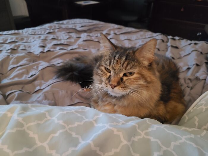 Fluff Is Ready For Bedtime