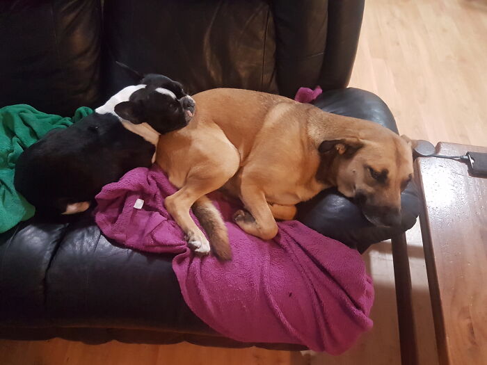 Furry Grandkids Having A Nap