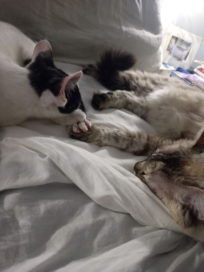 2 Of My 5 Pets Sleeping While Holding Hands (Mia Is The One On The Right, Lizzie Is The One On The Left)