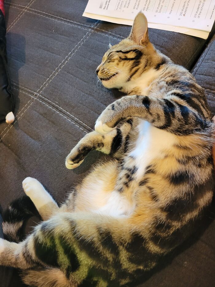 Chico Elfo, He Fell Asleep From Tummy Rub. 😴