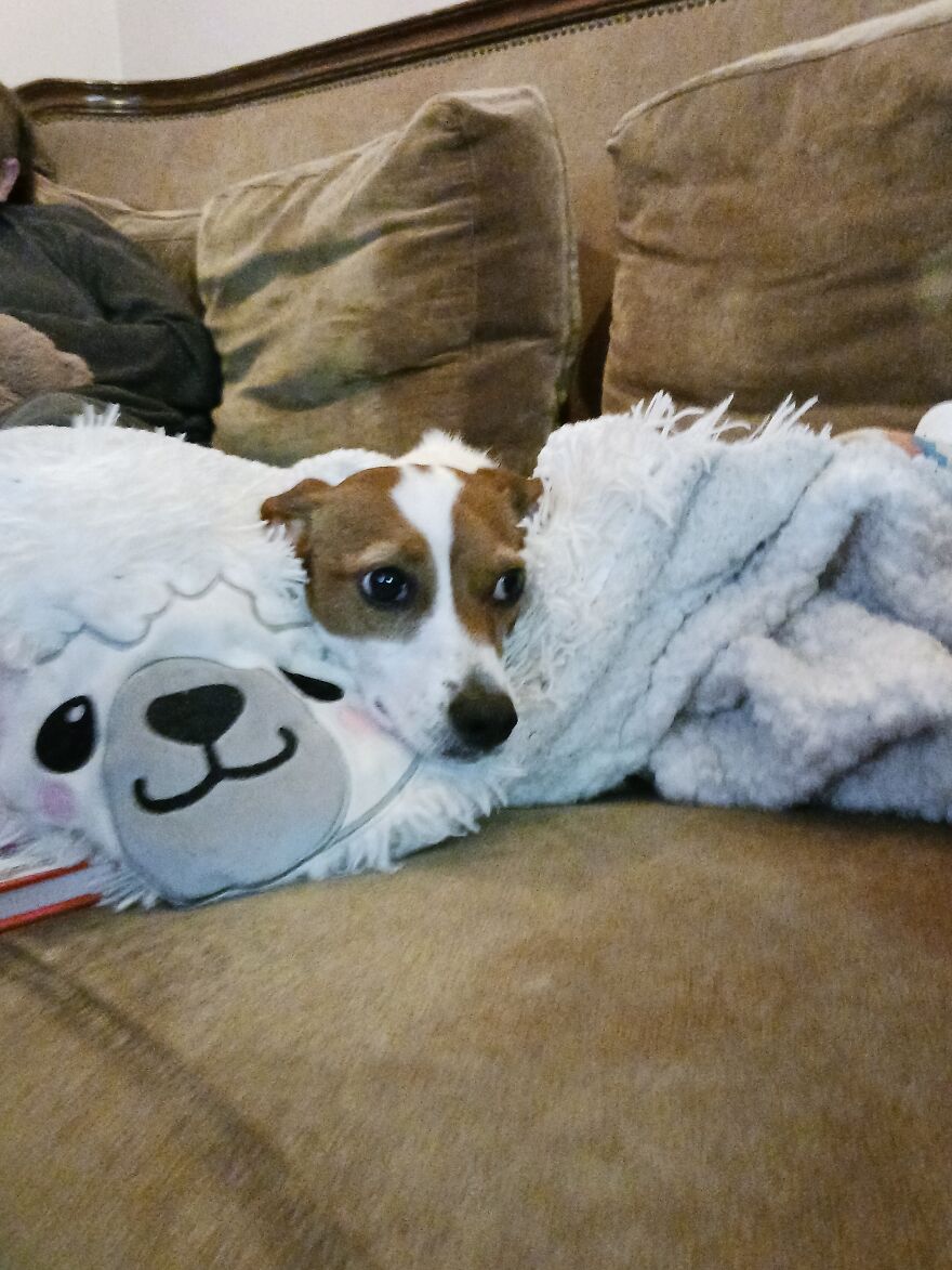 I Post Pictures Of My Animal So The Internet Can Decide What It Is