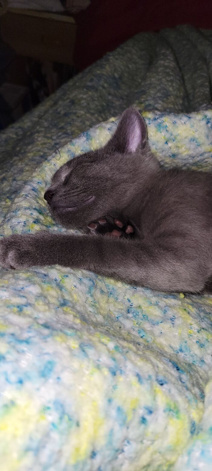 Baby Blue Sleeping As Much As Possible Before Her Sis Wakes Up!!