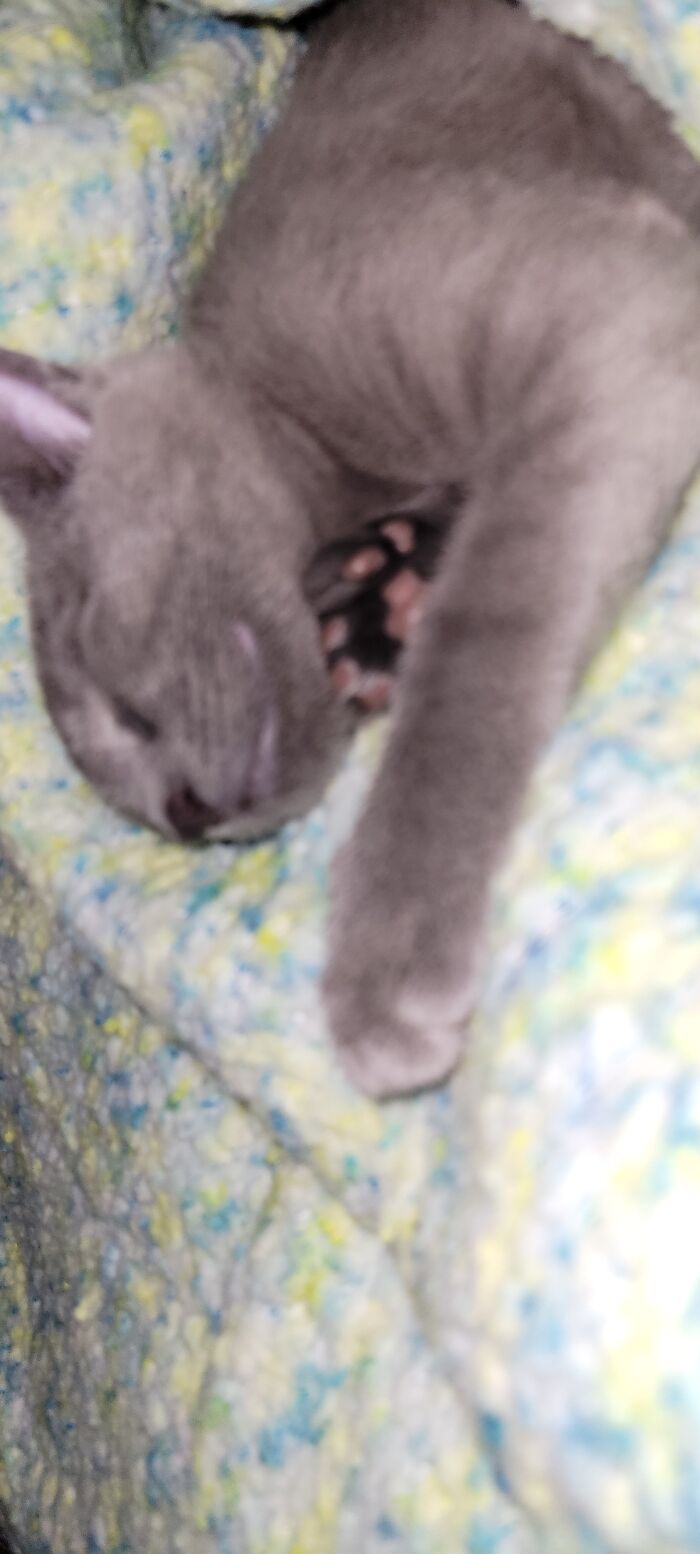 Sleepy Blue With The Snuggles!!