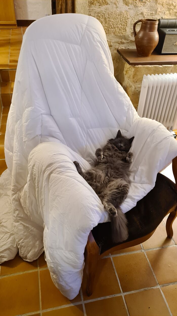 The Blanket Was On The Chair Because I Had To Wash It. Because She Peed On The Bed. Twice